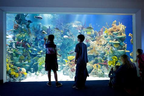  ¡Explora la magia del Bristol Aquarium, hogar de criaturas marinas fascinantes!